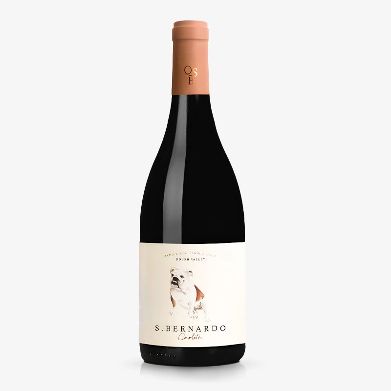 Saint Bernard Carlota Red 2015
